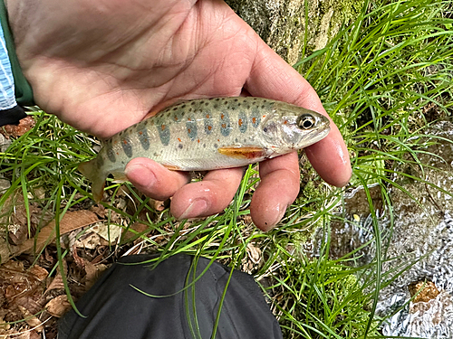 アマゴの釣果