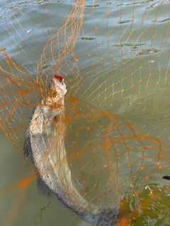 釣果