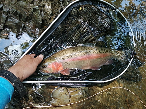 ニジマスの釣果