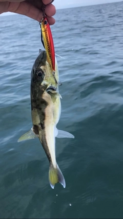 シロサバフグの釣果