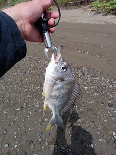 キビレの釣果