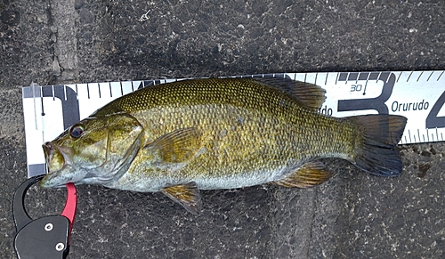 スモールマウスバスの釣果