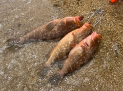 アコウの釣果