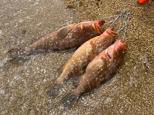 アコウの釣果