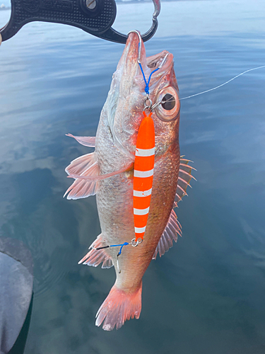 アカムツの釣果