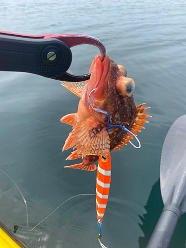 ウッカリカサゴの釣果