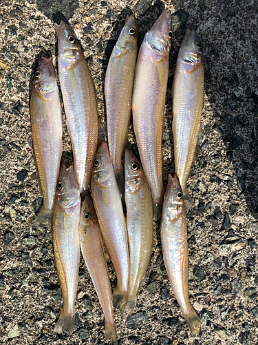 シロギスの釣果