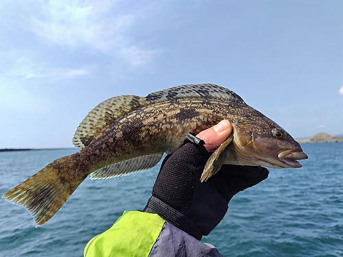 アイナメの釣果