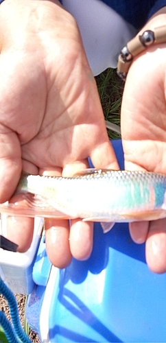 オイカワの釣果