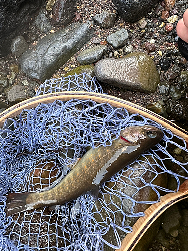 イワナの釣果