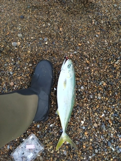 イナダの釣果