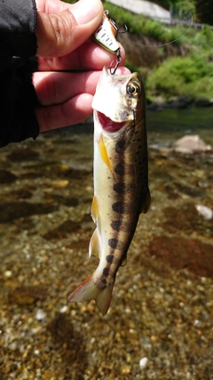 アマゴの釣果