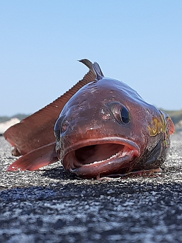 ドンコの釣果