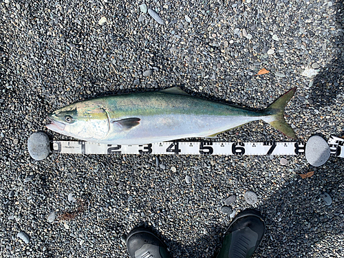 ワラサの釣果