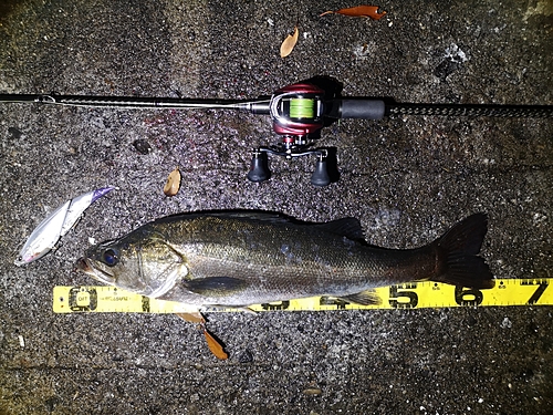 シーバスの釣果