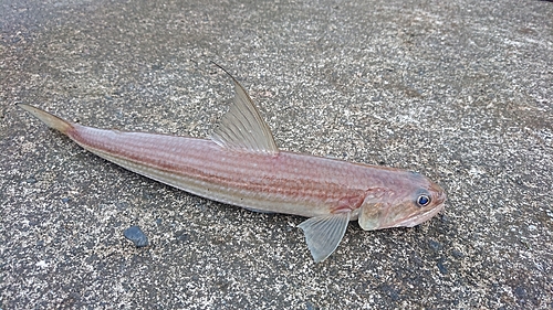 エソの釣果