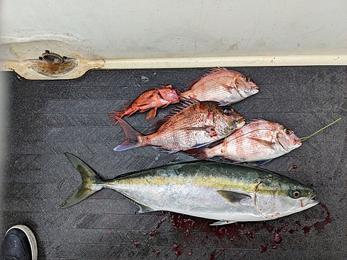 マダイの釣果