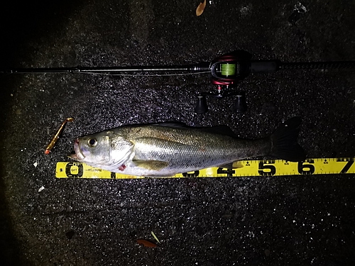 シーバスの釣果