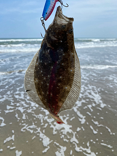 ソゲの釣果