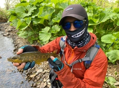 ブラウントラウトの釣果