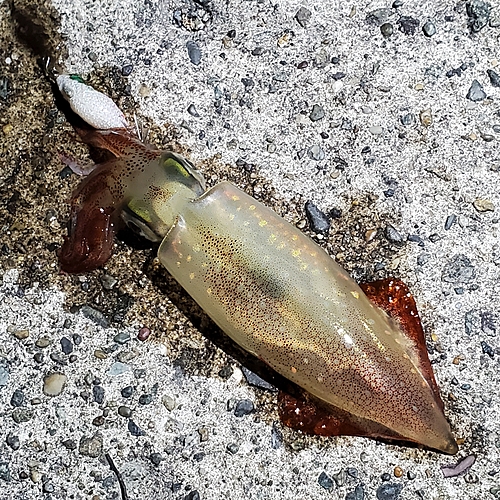 ケンサキイカの釣果