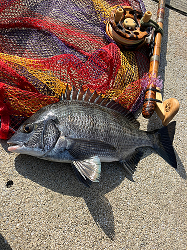 クロダイの釣果