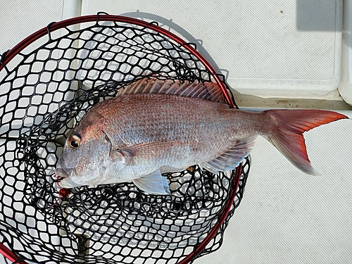 マダイの釣果