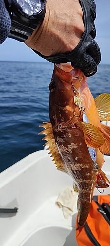 キジハタの釣果