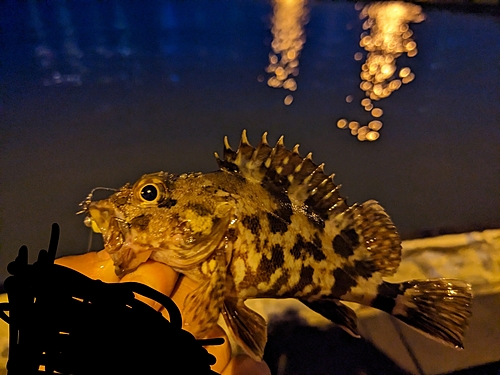 アヤメカサゴの釣果