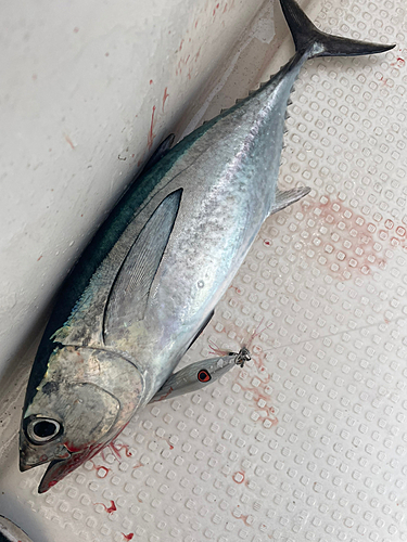 クロマグロの釣果