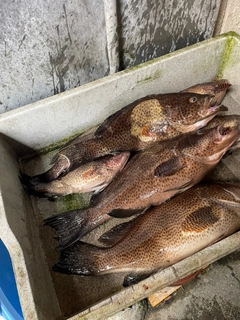 オオモンハタの釣果