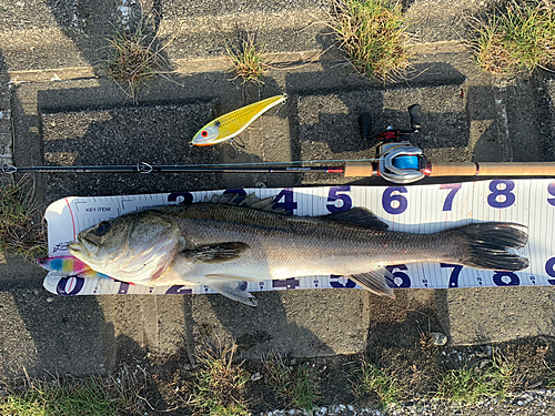 シーバスの釣果