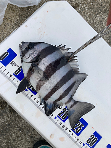 イシダイの釣果