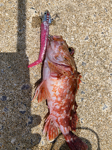 アラカブの釣果