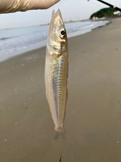 キスの釣果