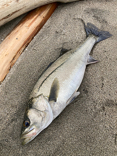 スズキの釣果