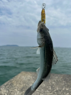 スズキの釣果