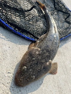 コチの釣果