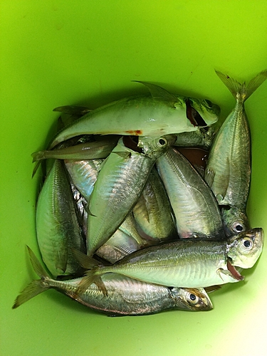 アジの釣果