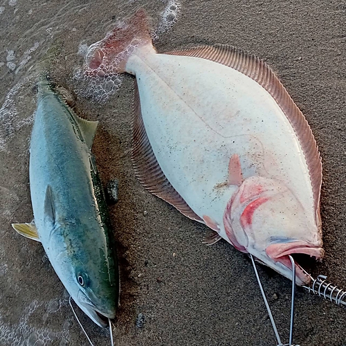 イナダの釣果