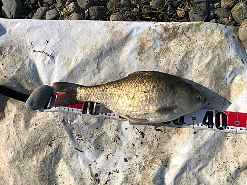 ヘラブナの釣果