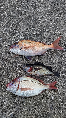 マダイの釣果