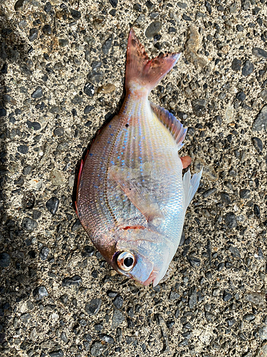 チャリコの釣果