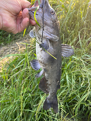 アメリカナマズの釣果