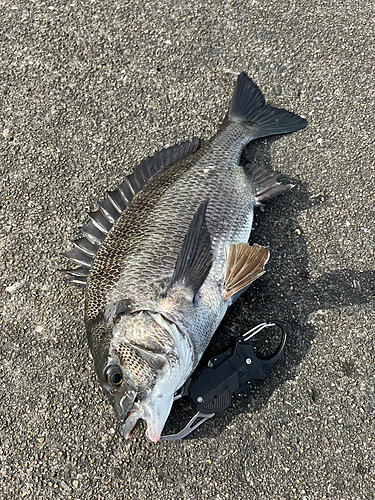 チヌの釣果