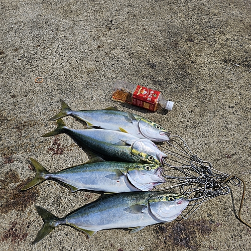 イナダの釣果