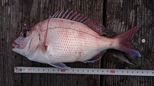 マダイの釣果