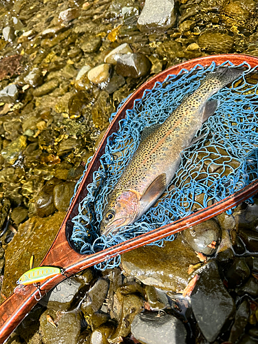 ニジマスの釣果