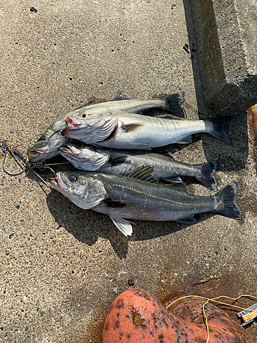 シーバスの釣果