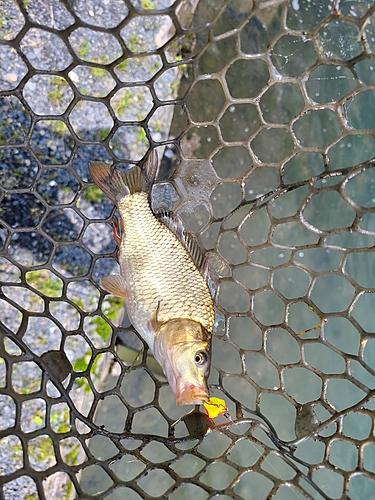 フナの釣果